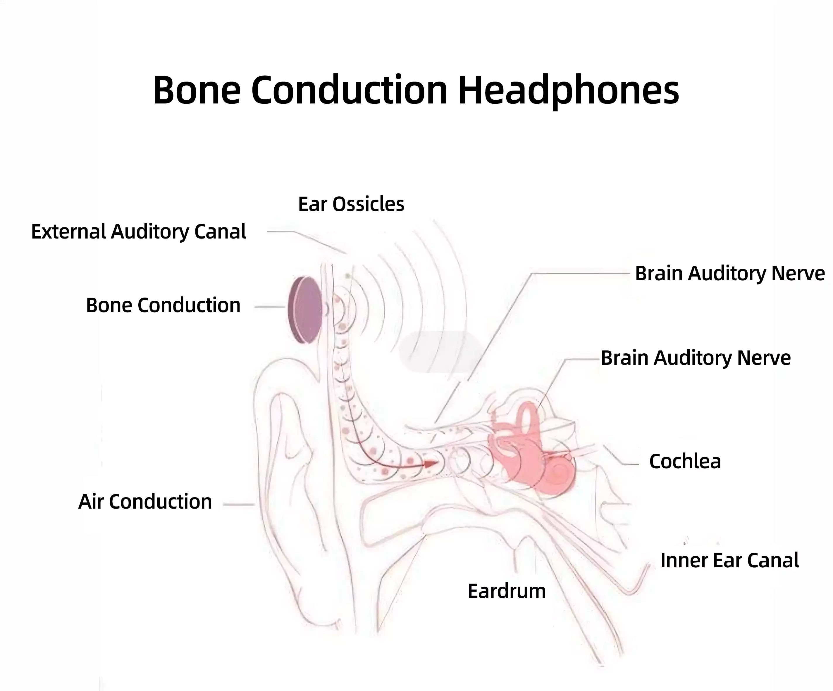Demonstration of the principle of bone conduction headphones
